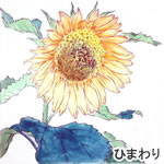 ひまわり