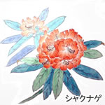 シャクナゲ